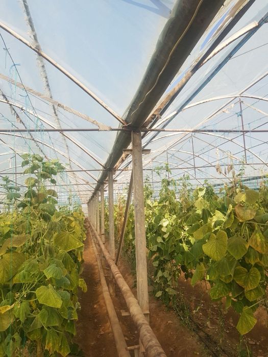 Теплица в Сирдарё