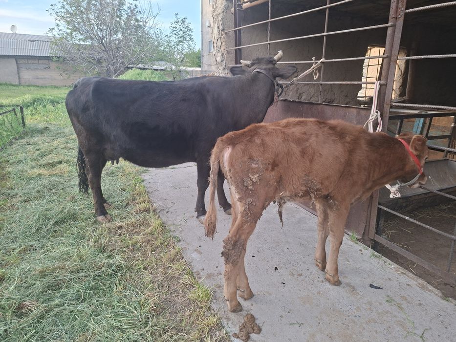 Бұзаулы сиыр сатылады