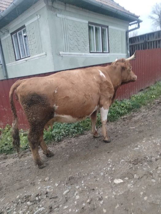 Vând vacă gestanta,in luna a șaptea