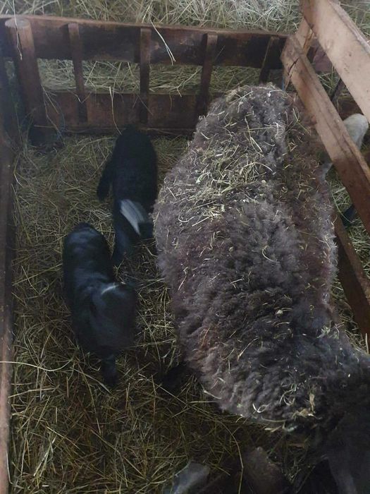 Oi Romanov și oi sufolk