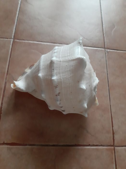 Scoica uriasa de Atlantic