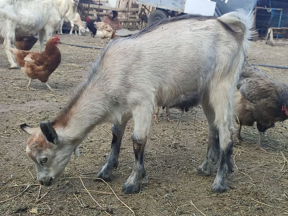 Vând ieduți 3 luni