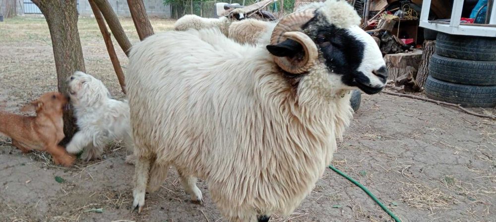 Disponibili doi berbecii brezi