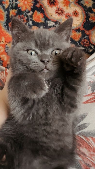 Aqilli muloyim momiq igrushkadek mushukchalar