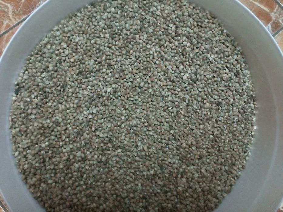 Semințe de cânepă CERTIFICATĂ pentru semănat, ulei,consum,păsărele