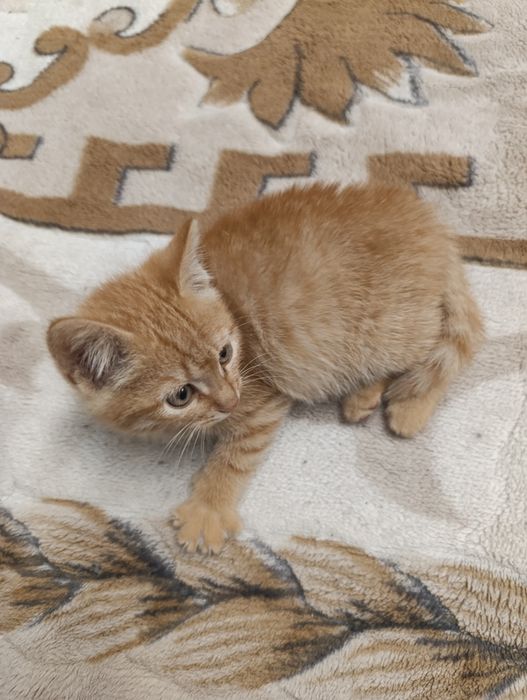 Отдам рыжего котика
