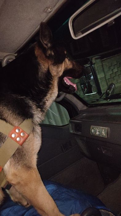 Кобель ВЕО вязка развязанный овчарка