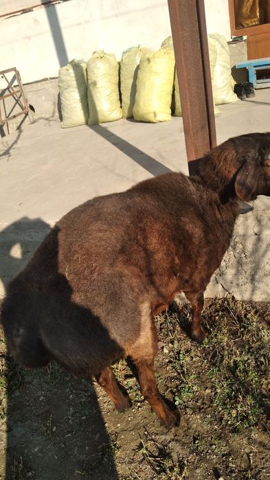 Zotdor qashqadaryo kashtan quchqori va qirg'iz bugoz barra sotiladi