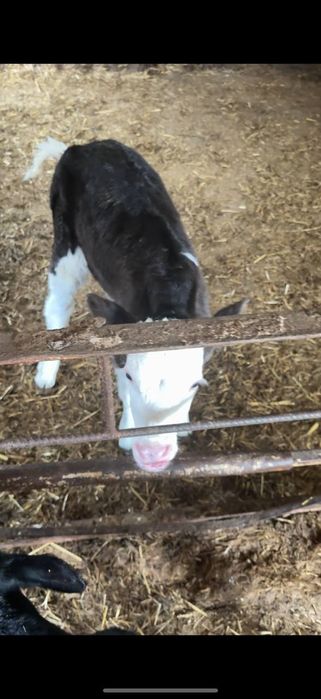 buzoq (sut emdi) sotiladi