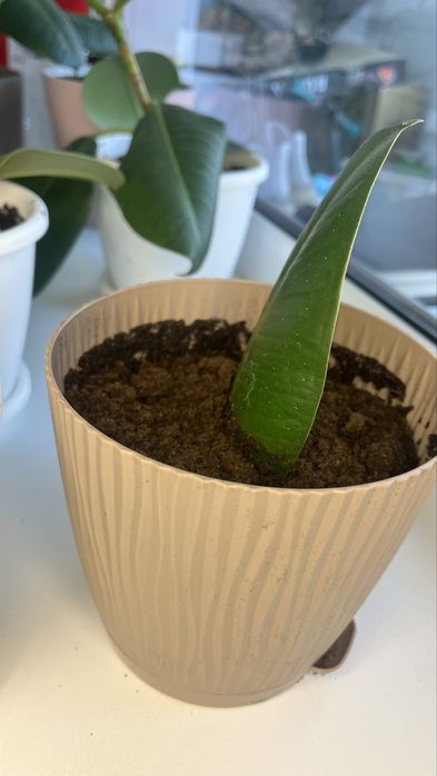 Фикусы продается