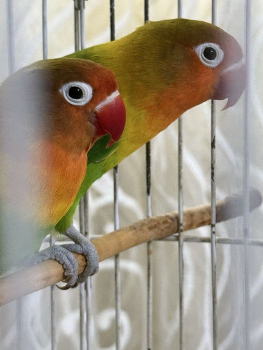 Неразлучники Фишера