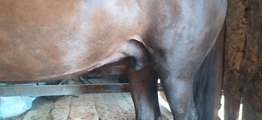 Семіз бие сатамын