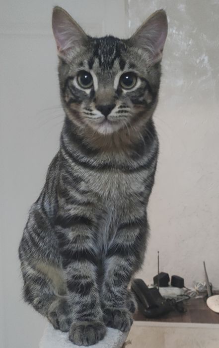 Котята в хорошие руки