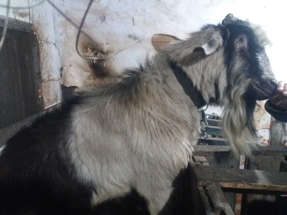 Продам козлика на племя!