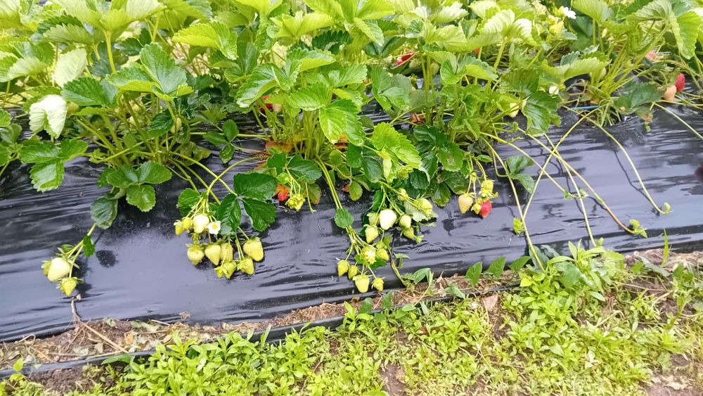 Разсад за ягоди подбрани сортовеотгледани с като био ягоди  6 сорта