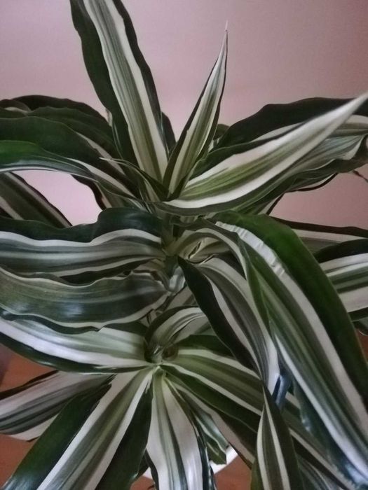 Финикова палма, Драцена, Шефлера, Сансевиера, Амарилис