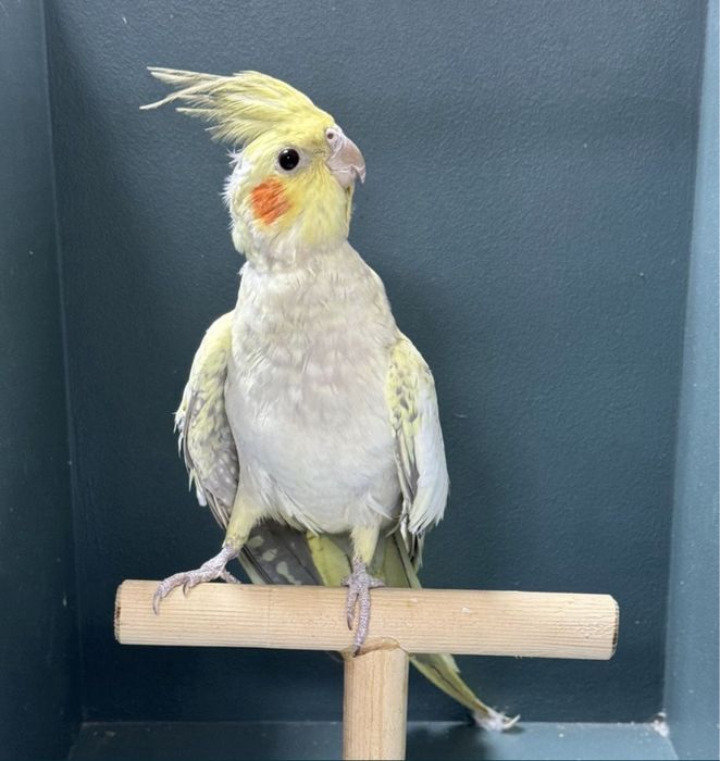 Корелла (попугаи)