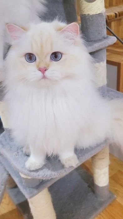 British Longhair baiat superb pedigree