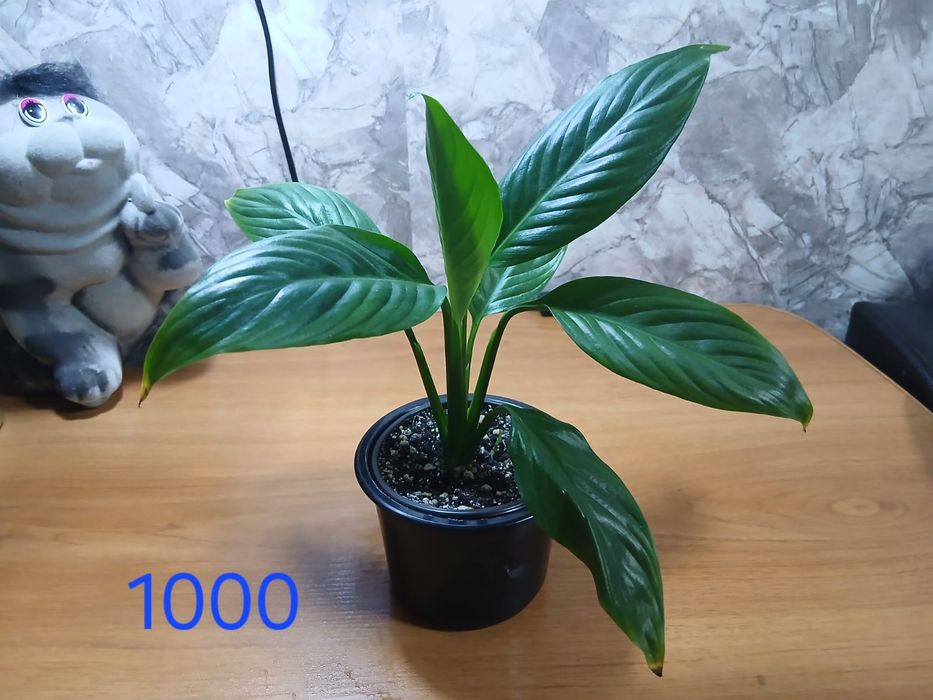 Продам домашние растения