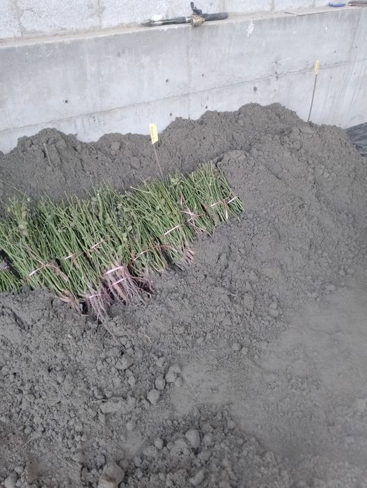 Атиргул Кучатлари етиштириш