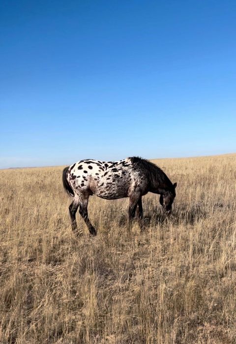 Жеребчик (Шубар)