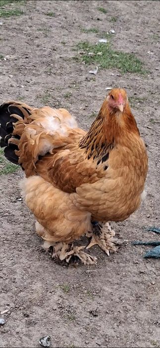 Ouă incubat brahma Columbia linie foarte bună