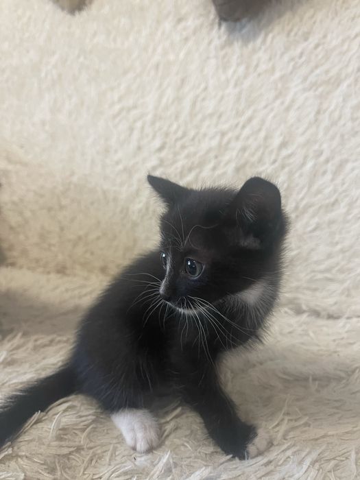 Отдадим котят в добрые руки