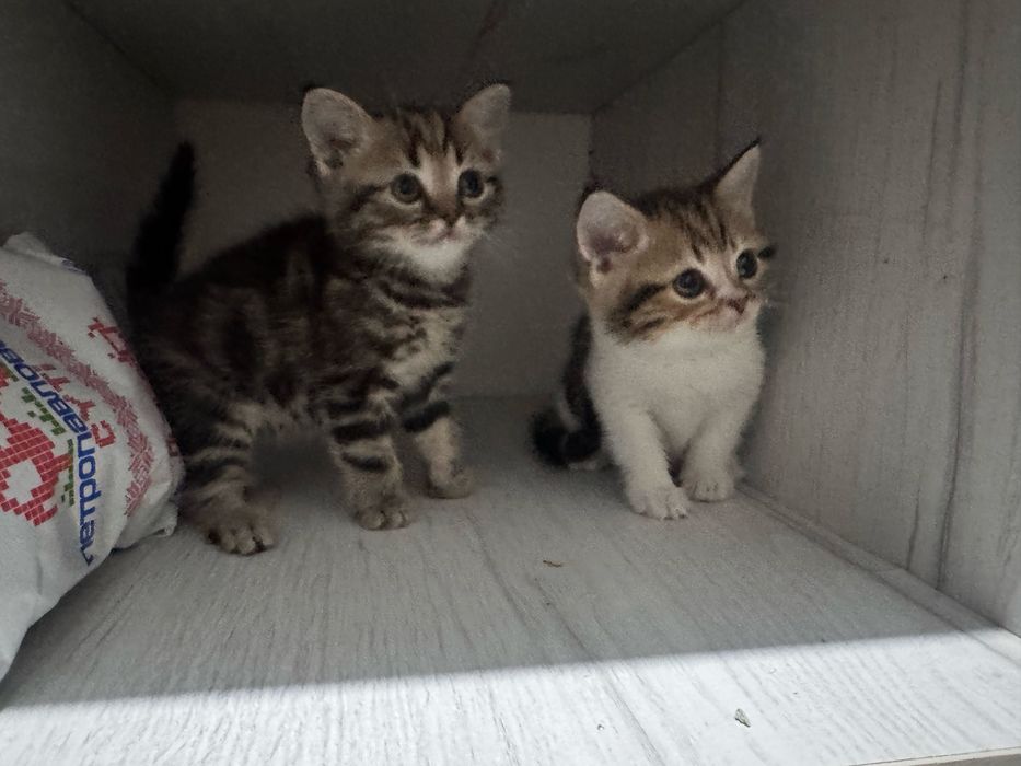 Кошки Британская