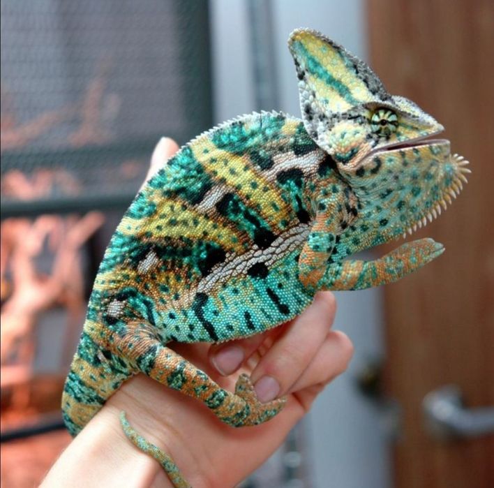 Йеменский хамелеон