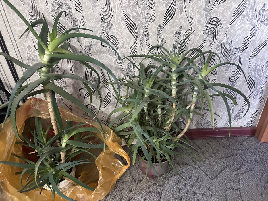 Алое за 3000 для лечения