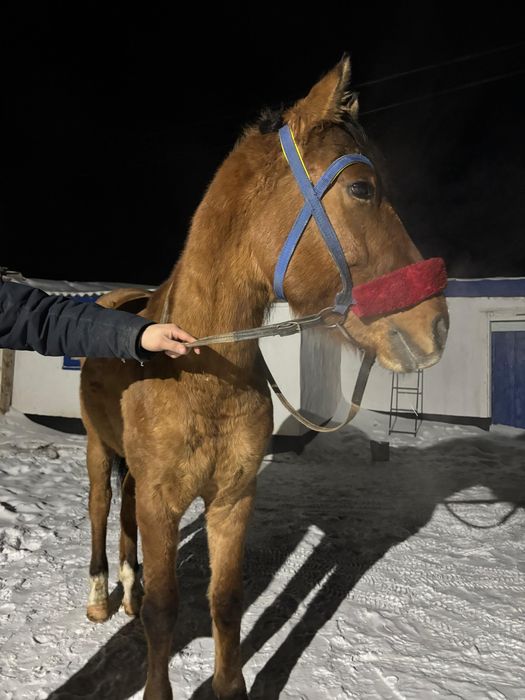 Айғыр сатылады келіп көріңіздер