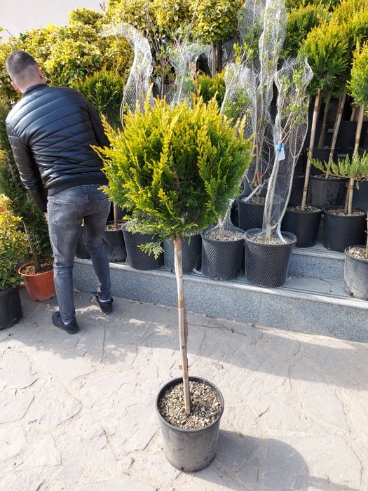 Trandafiri tufa cățărători sau pom plante