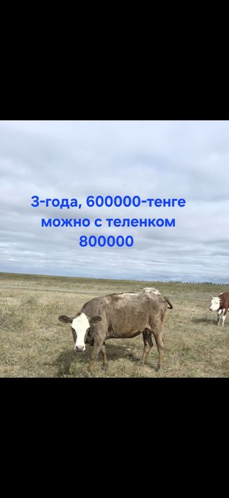 Продам корову, бычок, теленок