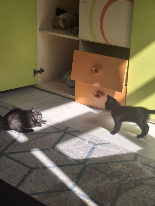 Котенок девочка.