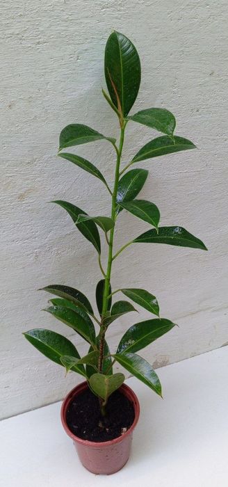 Фикус Мелани. Сорт фикуса который растет кустистым ,компактным.