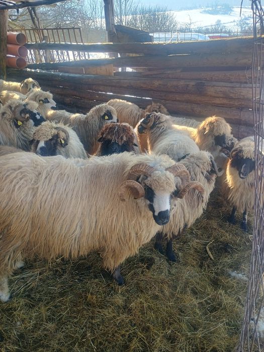 Vând oi bune de tinut