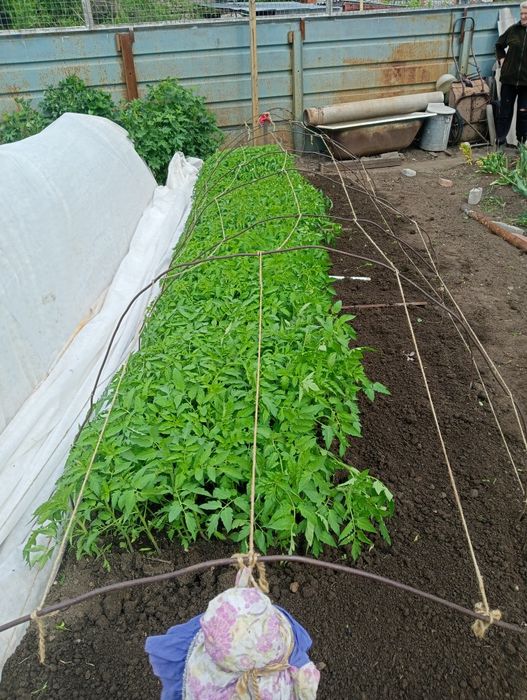 Продам рассаду помидор.