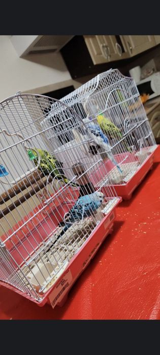 Perusi, papagali mici, se vinde.