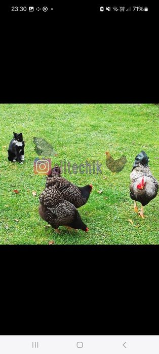 Цыплята барневельдер