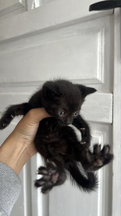 Одтам котят в добрые руки