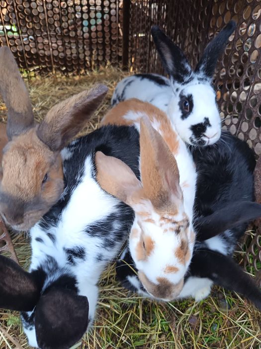 lepuri/iepurași de vânzare