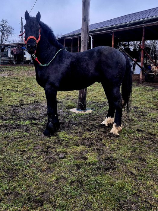 Armăsar de vânzare Englez de 6 ani 180 la grabăn foarte cuminte