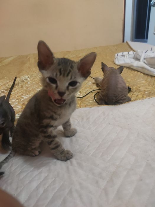 Продам котят породы сфинкс