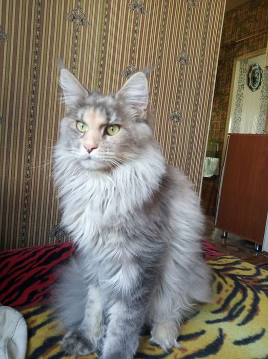 Продам котят цены разные