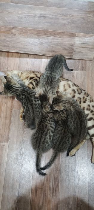 Котята  бенгалы продам