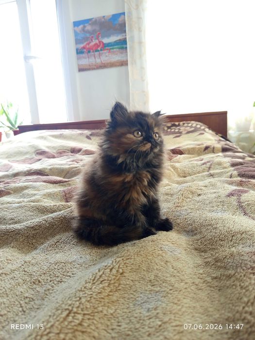 Отдаём котят в добрые руки