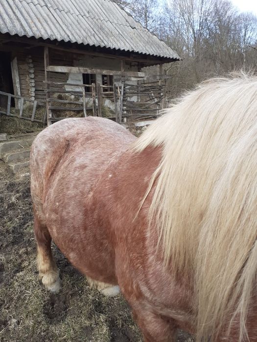 Vând iapă gestantă