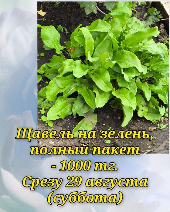 Цветочки и саженцы