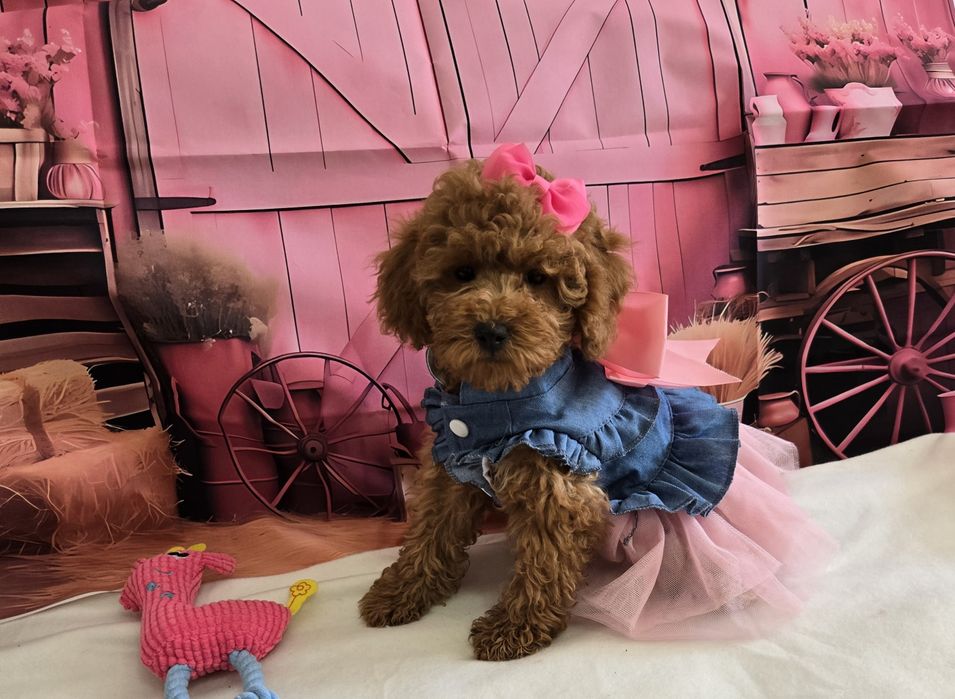 Пудел той/мини Poodle toy с родословие