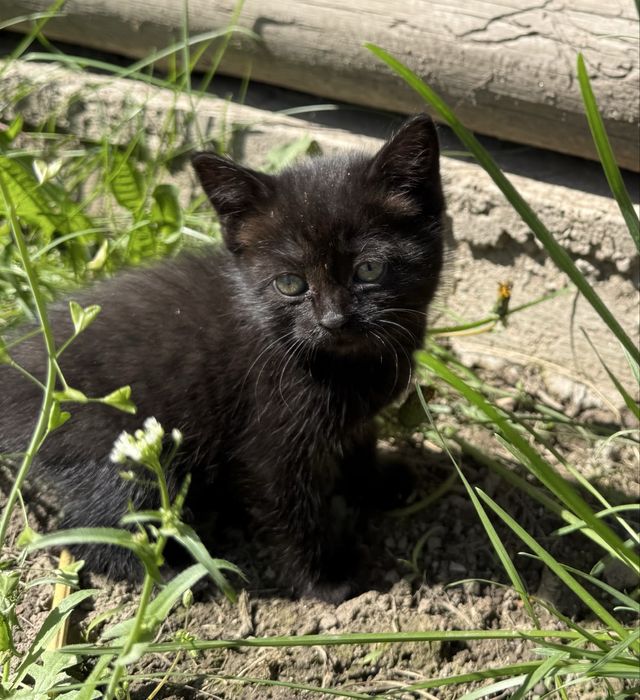 Отдам котёнка в добрые руки